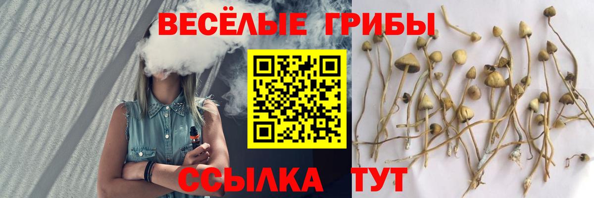 Псилоцибиновые грибы GOLDEN TEACHER  Вход с VPN  Знаменск  Псилоцибиновые грибы ЛСД 